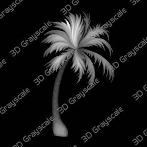 Palm Tree