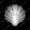Sea Shell